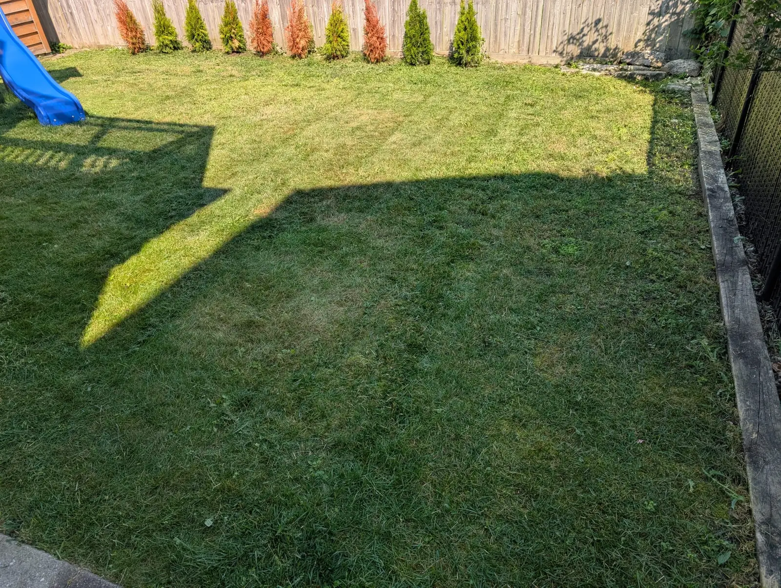 Freshly mowed backyard with cedar hedge