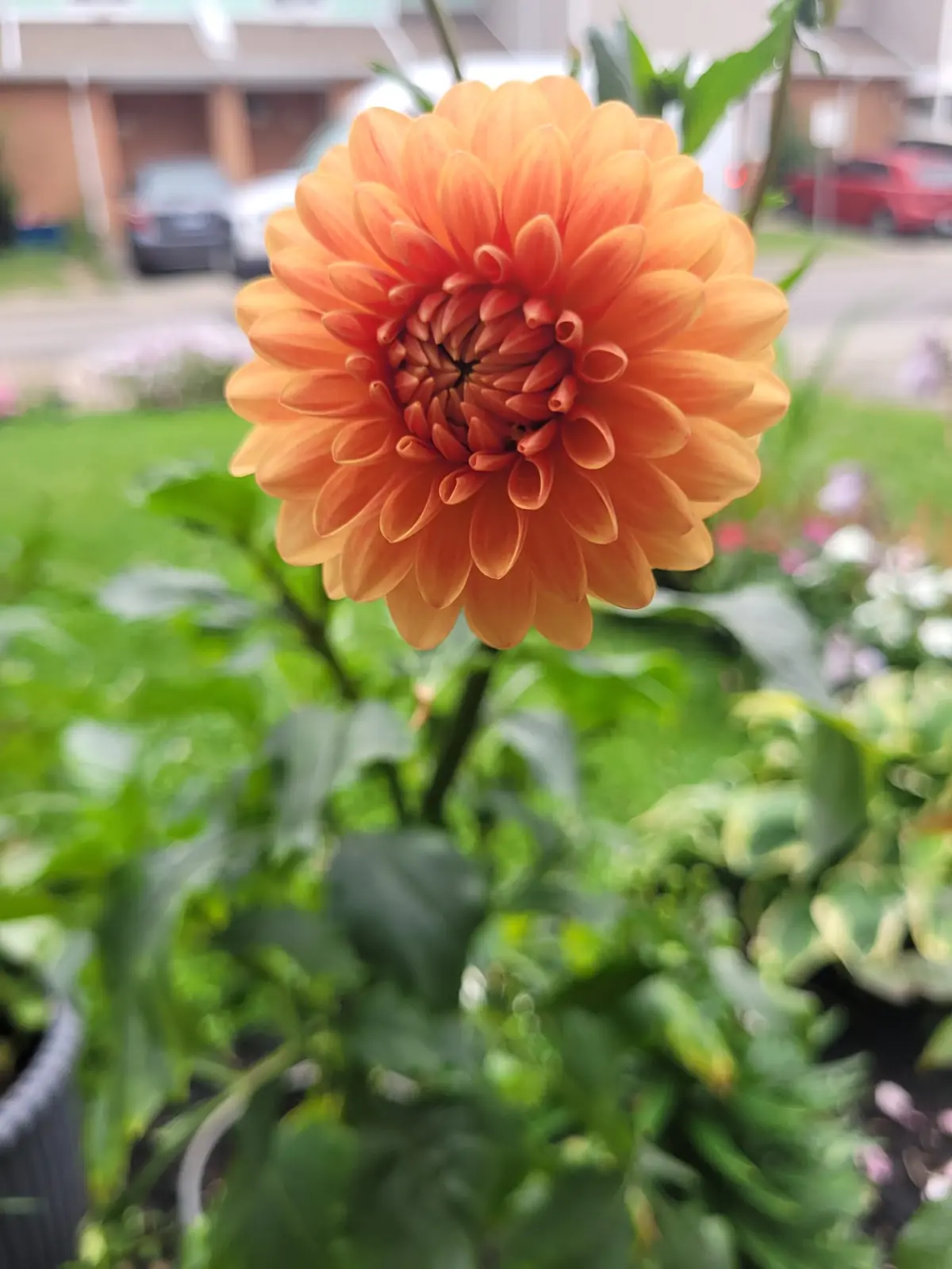Orange dahlia in bloom