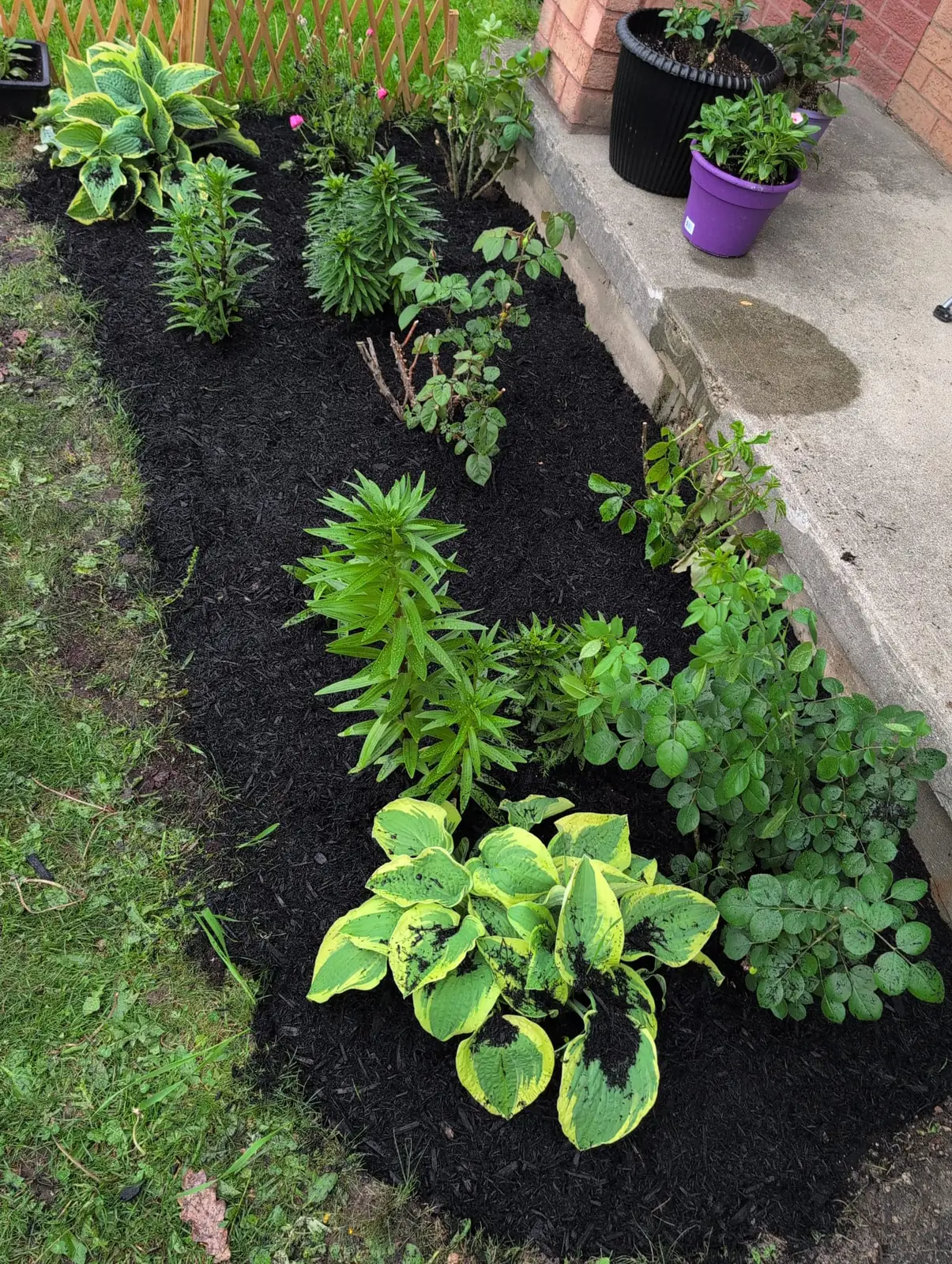 Freshly mulched garden bed with hostas and lilies