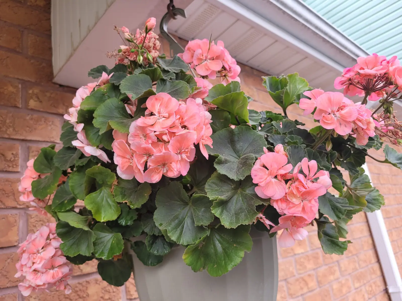 Pink geranium hanging basket