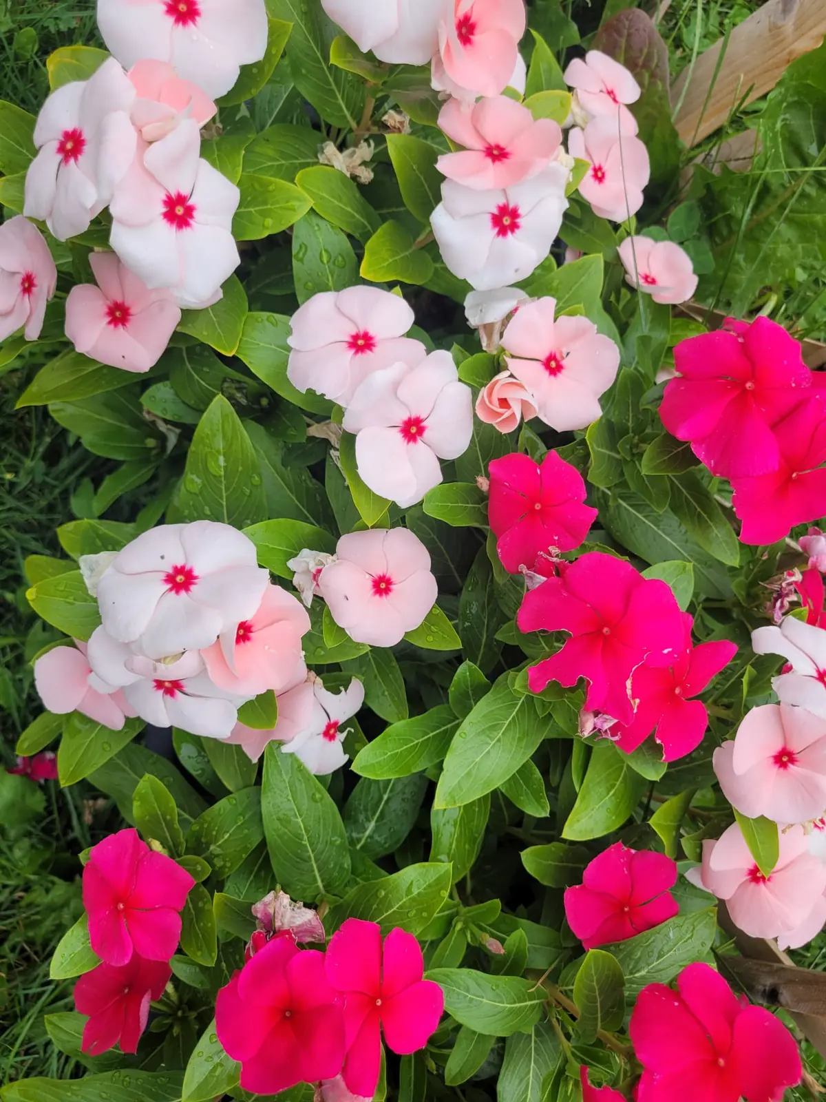 Peach ranunculus flowers in a mulched bed