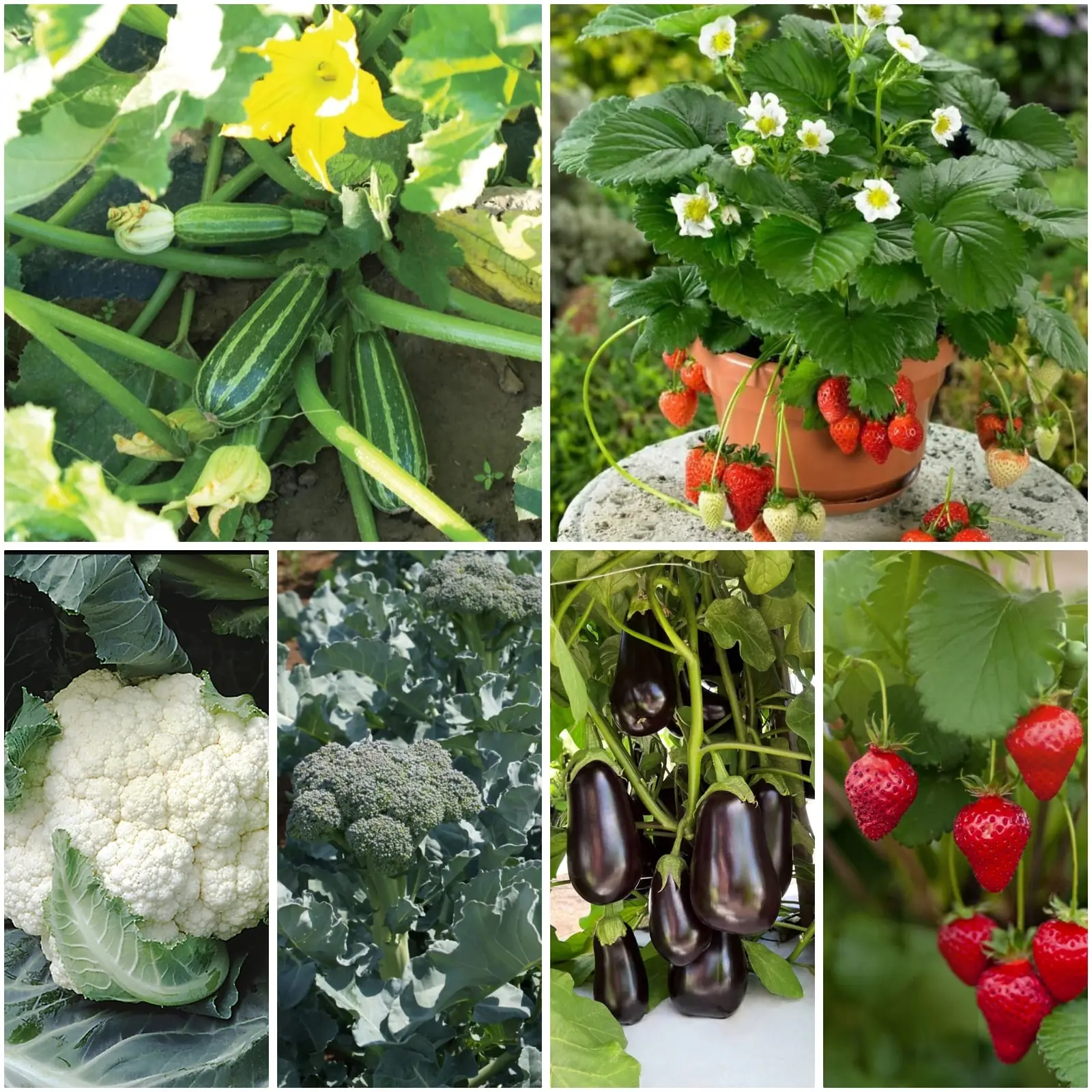 Vegetable varieties we grow to order
